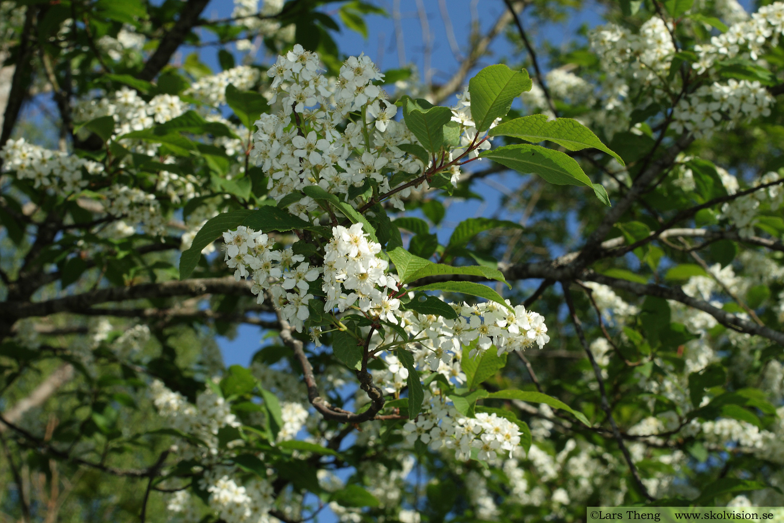 Sötkörsbär, Prunus avium